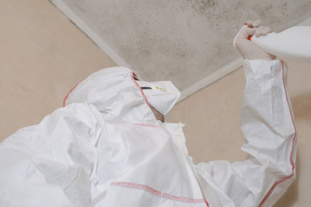 Attic Mold Removal in Placitas, NM