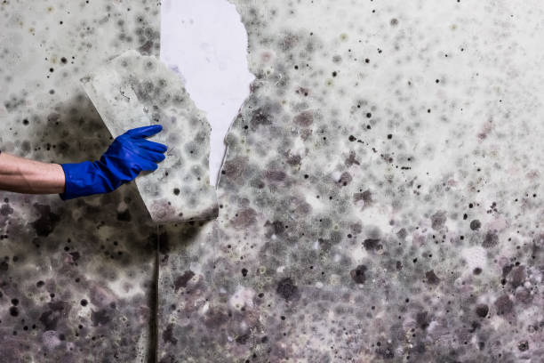 Best Mold Removal Company Near Me  in Placitas, NM