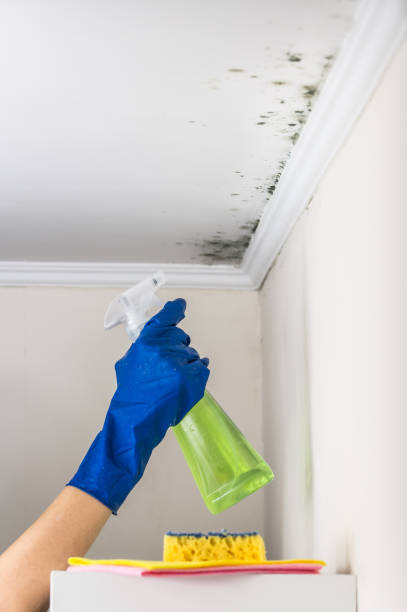 Best Emergency Mold Removal  in Placitas, NM